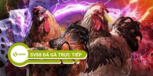 SV88 Đá Gà Trực Tiếp Có Đỉnh Như Lời Đồn Của Nhiều Kê Thủ?