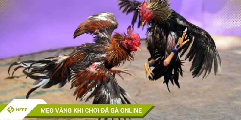 sv88 đá gà trực tiếp